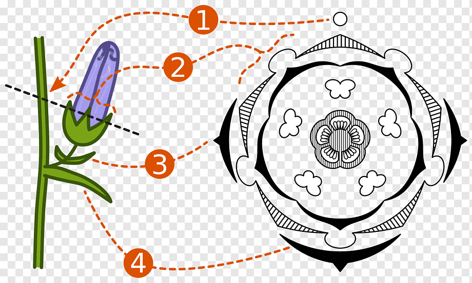 diagrama floral online
