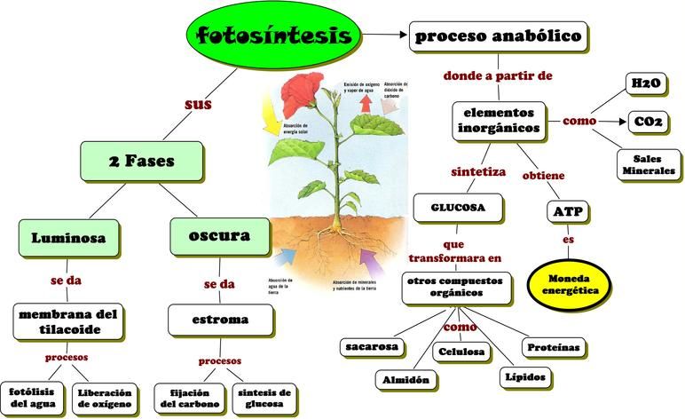 diagrama de la fotosintesis