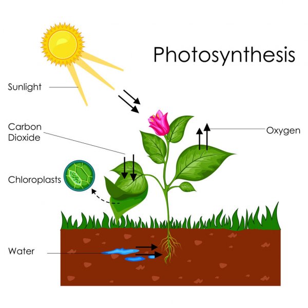 diagrama de la fotosintesis y la respiracion