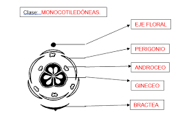 diagrama floral ejemplos